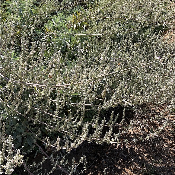 Harmony Gift Set Hand Crafted Home Decor New - Picture 9 of 13